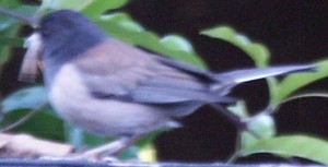 Dark-eyed Junco.